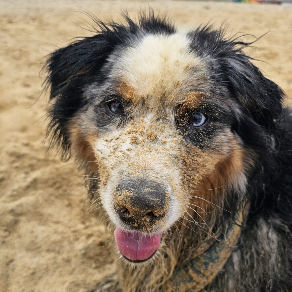 Hund am Strand mit Sand im Gesicht