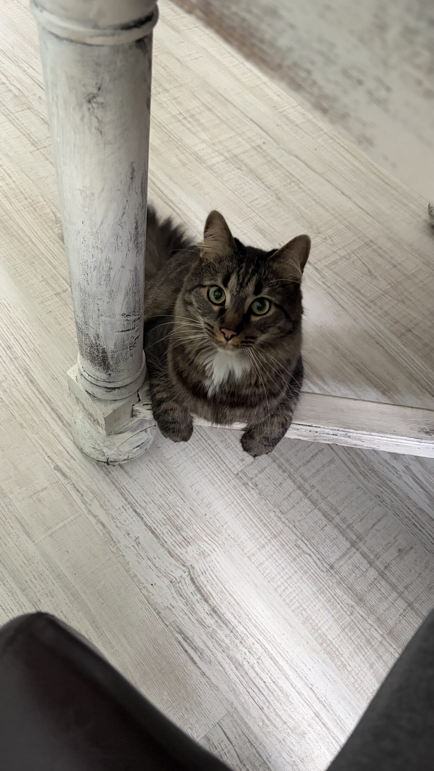 graue Katze guckt direkt in die Kamera