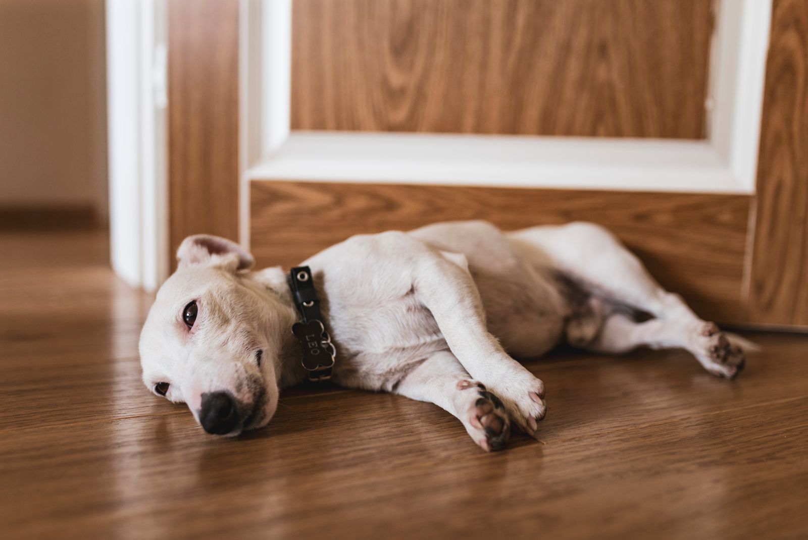 Entspannter Hund liegt zuhause auf dem Boden