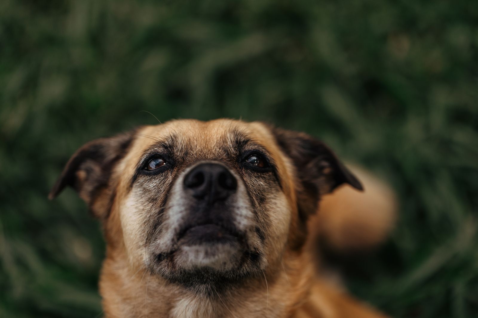 Aufmerksamer Hund schaut nach oben